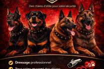 R.D.C ; met à votre disposition plusieurs services sur tout ce qui concerne la vie des chiens et leurs éléments.  Prix : 50 $.  Tél : +243 81 78 98 103. À vous la parole. services_propositions_d_affaires